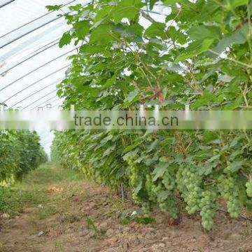 Coextruded PE Cover Film PE greemhouse film for grape greenhouse