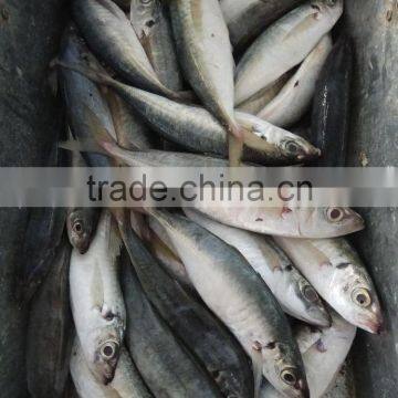 Superior Quality 18CM China Made Frozen Fresh Horse Mackerel photo-2