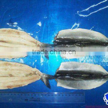 fresh herring fillet seafood