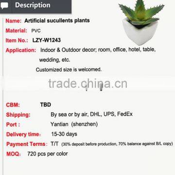 Hot Sale Miniascape of Aloe Vera Mini Plant for Office Supply photo-2