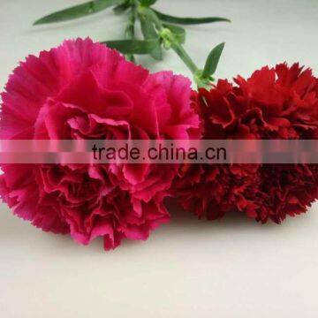 Top Selling Natural Fresh Cut Carnation Flower For Mother's Gift Decorations Wholesale From China