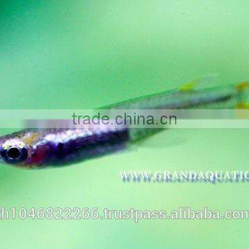 Rasbora Fish For Sale and Export photo-5