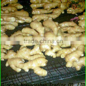 China Tomato Top Quality Competitive Price/fresh Tomato photo-4