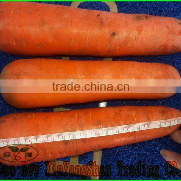 Hot Sale Fresh Bulk Carrot Price Per Ton 2016