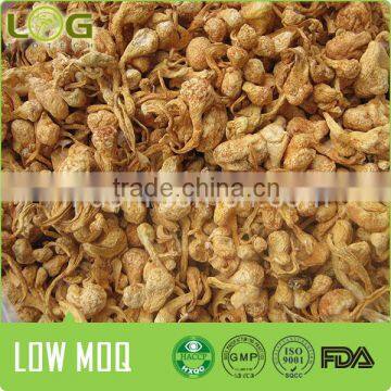 Chinese Health Food Cordyceps Sinensis Fruit Body                        
                                                Quality Choice