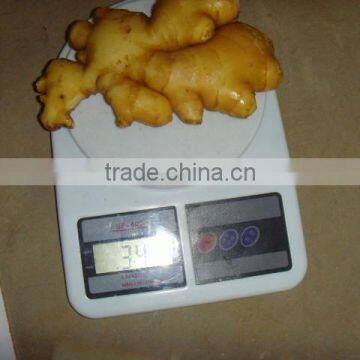 2015 best quality of the ginger with good price