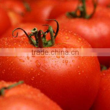 Best Price Tomatoes