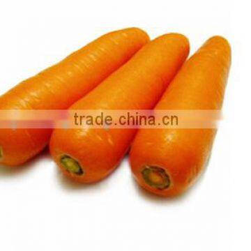 Fresh carrot of A grade from China