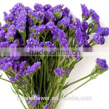 Supply Long Flower Period Fresh Cuttting Statices Flowers From Yunnan Province China photo-6