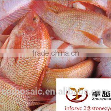 Chinese frozen red tilapia