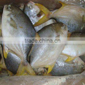 Frozen Golden pomfret