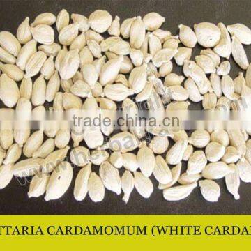 Elettaria cardamomum White