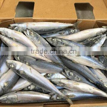 Top Quality Newly Pacific Mackerel 5-7pcs/kg photo-2