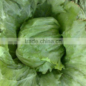 Fresh Cabbages