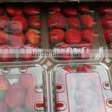 Uniformly well-shaped Strawberry Type fresh strawberry