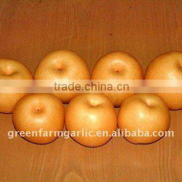 Shandong Laiyang Fengshui pear in China