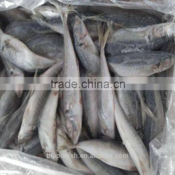 October new season frozen horse mackerel for sale