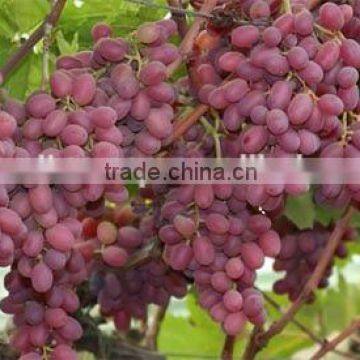 Crimson Grapes photo-4