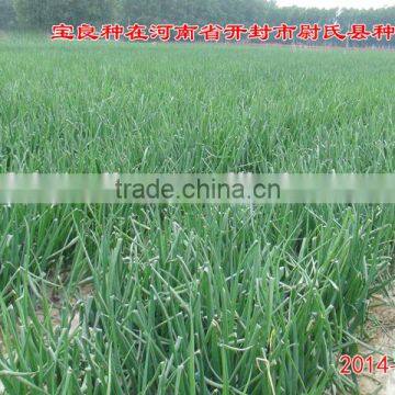 Hybrid Onion Seeds for Growing-red Preciousness photo-5