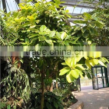 Ficus Elastica Roxb.'Schryver Iana' Tree