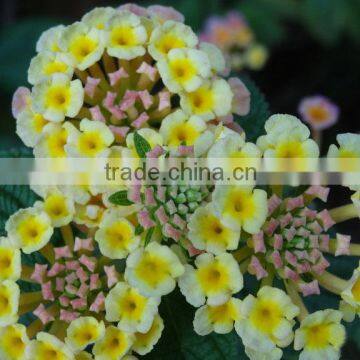 The Shrub Plant Lantana Camara Seedling