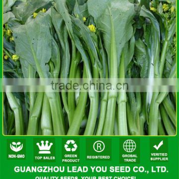 CS02 LJ 60 days early maturity green Chinese choy sum seeds for sowing