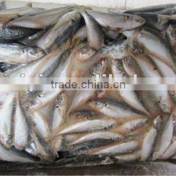 frozen horse mackerel 80-100g new arrival