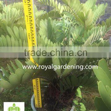 Zamia Furfuracea Dia 10-30cm Wholesale photo-2