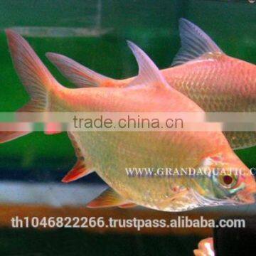 Albino Red Tail Tinfoil Barb Fish / Thailand Tropical Fish Exporter