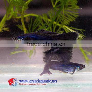 Live Aquarium Fish photo-2