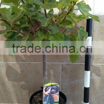 Ficus Carica "Mini Copa" photo-5
