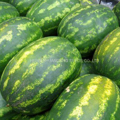 High Disease Resistance Oval Shape Hybrid Watermelon Seeds for Growing photo-4