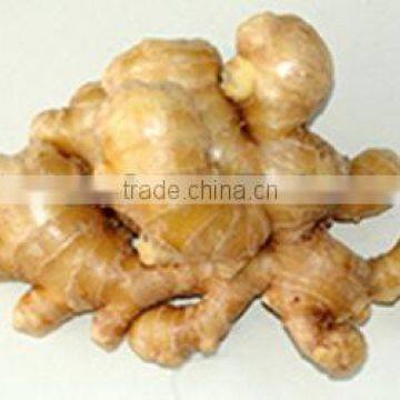 lowest price of fresh ginger