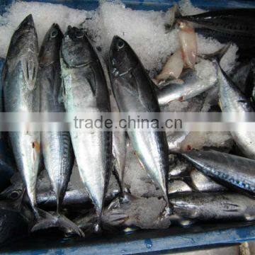 FROZEN BONITO photo-3
