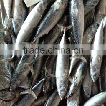 seafrozen bonito fish bait grade, Fujian China frozen bonito fish