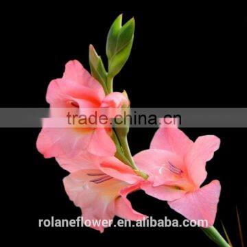 Colorful best selling fresh cut hot pink gladiolus from kunming