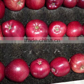 Export Red Delicious Apple Company photo-2