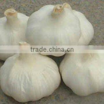 JInxiang China Fesh Pretty Garlics