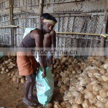 Fresh Green Cocounts photo-5