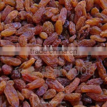 Sultana Raisin