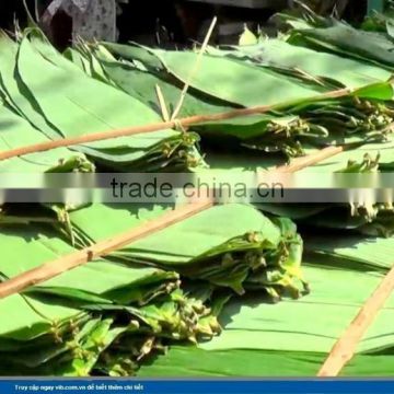 Fresh bamboo leaf