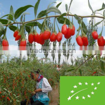 EU Certificate Organic Goji Berries Factory Supply