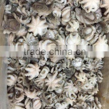 IQF Frozen baby octopus vulgaris fish seafood with good quality on sale