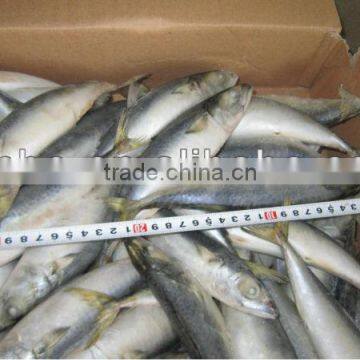 mackerel 100-150g
