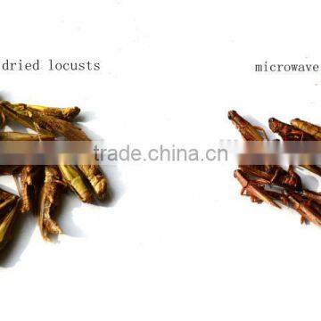 Freeze Dried Locusts Use for Pet Chicken Guinea Fowl and Blue Peacock and Mandarin Ducks photo-3