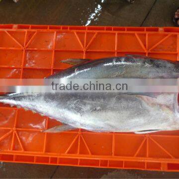 Yellowfin Tuna photo-2