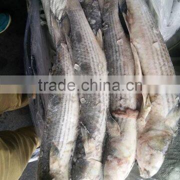 wild frozen grey mullet wr roe off new catch