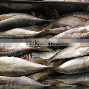New Fresh Frozen Horse Mackerel 25cm photo-2