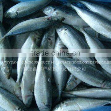 Fresh Seafood Frozen Horse Mackerel Fish