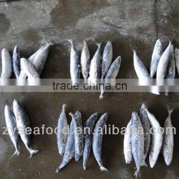 Frozen Pacific Mackerel Fish 200-300G photo-6